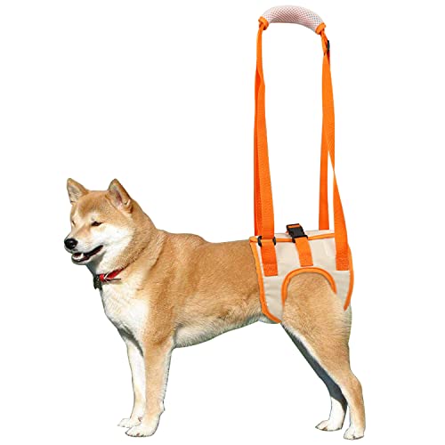 QIYADIN Hundestützgeschirr für Rückenbeine, Hundeschlinge für Kleine Mittlere Große Hunde Hinterbeinunterstützung, Hundeheber für Hinterbeine Mobilität und ältere Hunde (Orange, XL) von QIYADIN