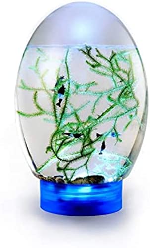 Geschlossenes aquatisches Ökosystem von Ecosphere mit Tisch-Aquarium mit LED-Basis von QQWanWan