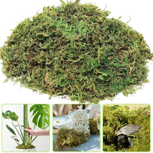 QTUN 300g Natürliche Sphagnum Moos für Pflanzen Prämie Orchideen Terrarium Blumenerde, Organisches Torfmoos für Garten, Zimmerpflanzen & Terrarien Substrat von QTUN