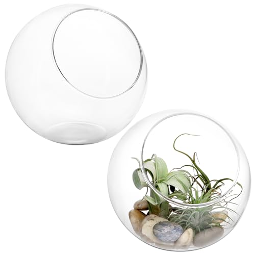 QWORK Modernes, mundgeblasenes Pflanzen-Terrarium aus Borosilikatglas, kristallklar, langlebig, multifunktionale Dekoration für Zuhause, Büro oder Hochzeit, 14 cm Durchmesser von QWORK