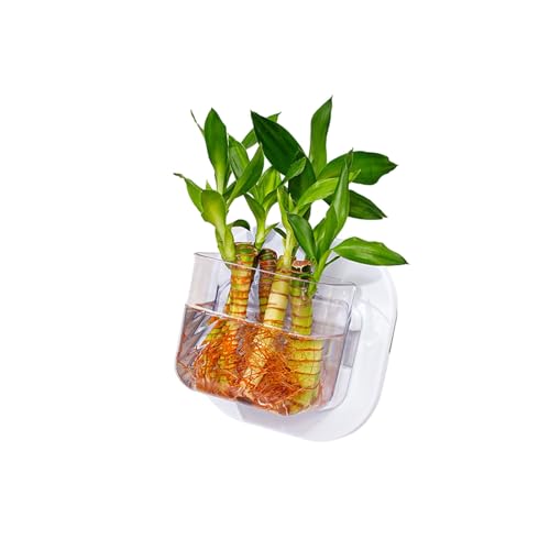Qcbuegof Haustierfreundliche Wandhänge Aquarien Mit Hydroponischem Pflanzengartenbehälter Für Hydroponische Pflanzen Innenbereich Qcbuegof Haustierfreundliche Wandhänge Aquarien Mit Hydroponischem Pflanzengartenbehälter Für Hydroponische Pflanzen Innenbereich von Qcbuegof