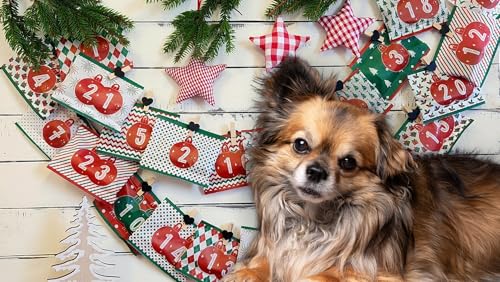 QCHEFS ADVENTSKALENDER: Hund Geschenk Hundeliebhaber mit gesunden Leckerli und Zahnpflege Pulver gegen Zahnstein-Mundgeruch von Qchefs