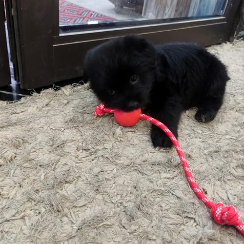 Qcwwy Gummi-Hundeball mit Seil, Langlebiges Haustier-Trainingsgerät, Sichere und Harmlose Spielzeit Im Freien, Gummi (5,5 cm) von Qcwwy