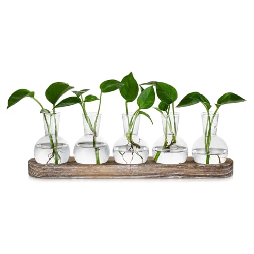 Qerwsdty Anzuchtstation Glasvasen Dekoration: 5 Pflanzen Terrarium mit Getünchtem Holztablett für Wohnzimmer Büro von Qerwsdty