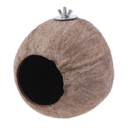 Vogelhaus Hängende Kokosnuss Für Muschel Vogel Nest Für Sittiche Lieben Vögel Natürliche Kokosnuss Hideaway Kleinkäfig Käfig Papageienspielzeug Afrikanische Graue Kleine Papageien Große Vögel Vogelhaus Hängende Kokosnuss Für Muschel Vogel Nest Für Sittiche Lieben Vögel Natürliche Kokosnuss Hideaway Kleinkäfig Käfig Papageienspielzeug Afrikanische Graue Kleine Papageien Große Vögel von Qsvbeeqj
