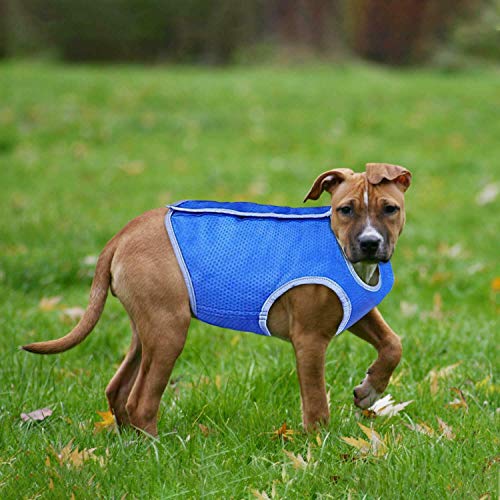 REPLOOD Kühlendes Kleid für Hunde, Größe M bis 66 cm von REPLOOD