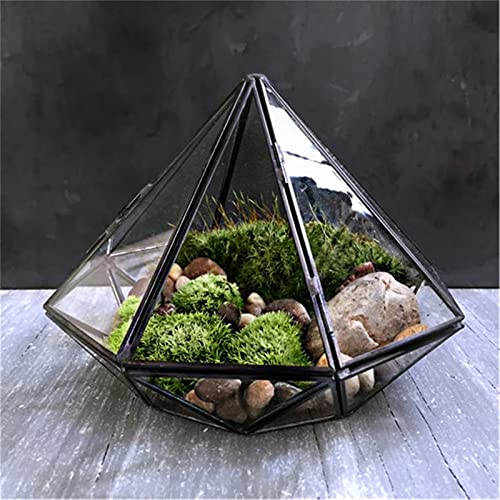 Pflanzen-Displaybox Minimalismus Diamantform Hängendes Glasterrarium Geometrisches Glasterrariumgehäuse für Pflanzen Moos für Pflanzen (Farbe: Schwarz Größe: Einheitsgröße) (Schwarz Einheitsgröße) von RLUYFGGTLNHGT