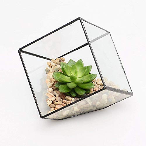 Pflanzenbehälter Langlebiger Würfel Sukkulenten Pflanze Glas Terrarium Klarglas Geometrisch Für Sukkulenten Luftpflanzen Hochzeit Couchtisch (Farbe: Schwarz Größe: 15X15X15CM) von RLUYFGGTLNHGT