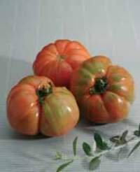 ROCALBA Samen Tomate RAF 10UD von ROCALBA