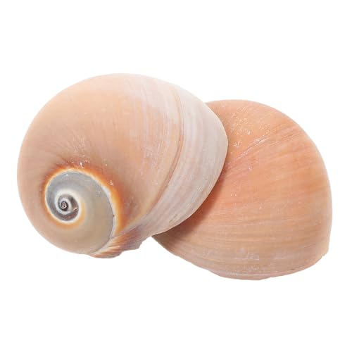 ROMISBABA 2 Stück Natürliche Muschel Deko für Aquarium und Fischbecken Langlebige DIY Schnecken Ornamente für Unterwasser Einfach zu Reinigen und Dekorativ ROMISBABA 2 Stück Natürliche Muschel Deko für Aquarium und Fischbecken Langlebige DIY Schnecken Ornamente für Unterwasser Einfach zu Reinigen und Dekorativ von ROMISBABA