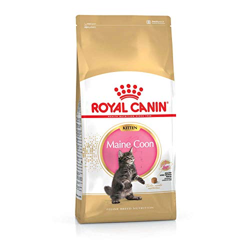 Royal Canin Maine Coon Kitten | 400 g | Alleinfuttermittel für Maine Coon Kitten | Speziell für Maine Coon Katzenwelpen entwickelt | Geeignet bis zum 12. Lebensmonat von ROYAL CANIN