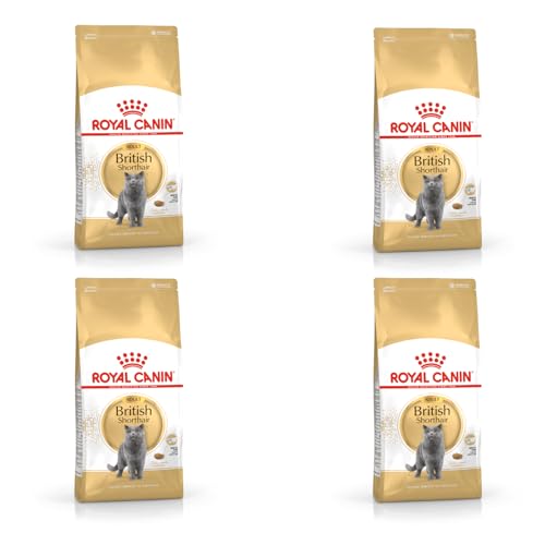 Royal Canin British Shorthair Adult | 4er Pack | 4 x 400 g | Alleinfuttermittel für British Shorthair Katzen | Speziell für Britisch Kurzhaar Katzen entwickelt | Ab dem 12. Monat von ROYAL CANIN