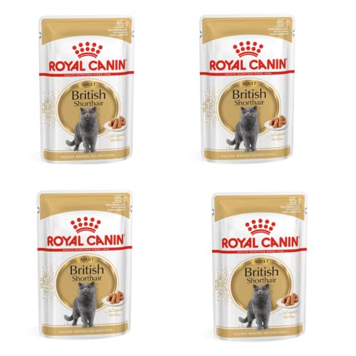 Royal Canin Feline British Shorthair Gravy | 4er Pack | 4 x 12 x 85g | Alleinfuttermittel für ausgewachsene British Schorthair Katzen | Kleine Stückchen in Soße | Ab dem 12. Monat von Royal Canin