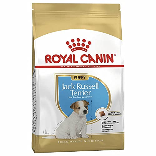 Royal Canin Jack Russel Terrier Puppy | 1,5 kg | Trockenfutter für Jack Russel Terrier Welpen bis zum 10. Monat | Zur Unterstützung des Immunsystems | Schönes Fell und gute Zähne von ROYAL CANIN