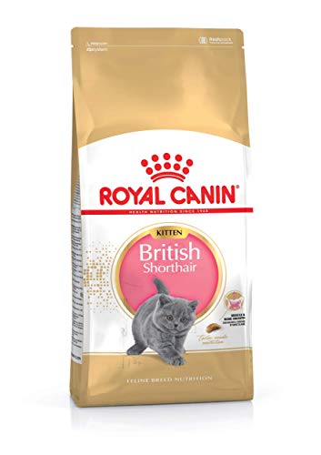 Royal Canin KITTEN British Shorthair Katzenfutter 10 kg, 1er Pack (1 x 10 kg) von ROYAL CANIN