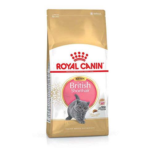 Royal Canin KITTEN British Shorthair Katzenfutter 400g (1er Packung) von ROYAL CANIN