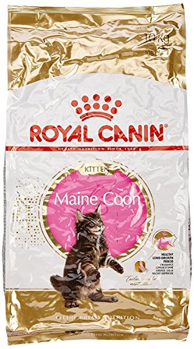 Royal Canin Katzenfutter Feline Kitten Maine Coon 36, 10 kg, 1er Pack (1 x 10 kg) von ROYAL CANIN