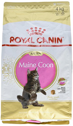 Royal Canin Katzenfutter Feline Kitten Maine Coon 36, 4 kg, 1er Pack (1 x 4 kg) von ROYAL CANIN