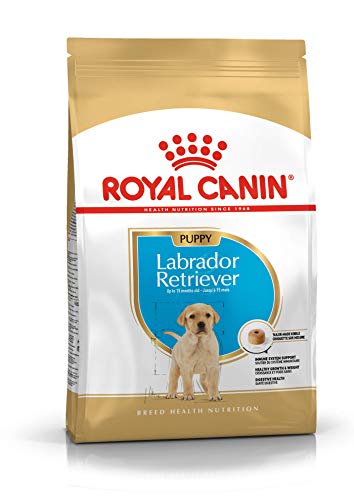 Royal Canin Labrador Retriever Junior 12 kg, 1er Pack (1 x 12 kg) von ROYAL CANIN