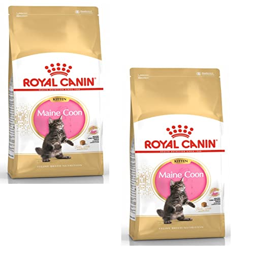 ROYAL CANIN Maine Coon Kitten | Doppelpack | 2 x 400 g | Trockenfutter für Katzen | Speziell für Maine Coon-Katzenwelpen | Zur Unterstützung von Verdauung und Immunsystem von ROYAL CANIN