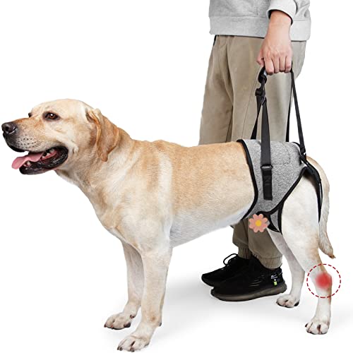 ROZKITCH Dog Lift Harness, Pet Rear Support Aid Veterinarian Approved Sling for Old K9 Help with Poor Stability, Back Leg Hip Disabled Joint Injury Elderly Arthritis ACL Rehabilitation Reha Grey M von ROZKITCH