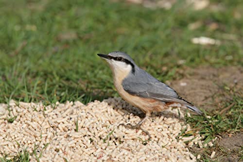 RSPB Hochenergetische Talgstreusel, 1,5 kg, für Wilde Gartenvögel von RSPB