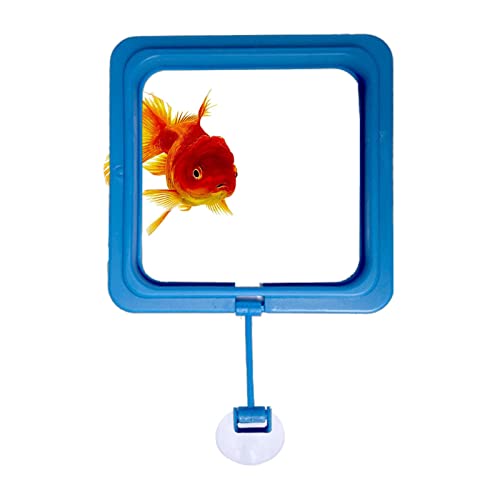 Raxove Fish Feeding, Fish Safe Floating Food Feeder, Feeding Aquarium Floating, Square and Round Aquarium, Fish Floating Food Feeder with Suction Cup, Fish Feeding Supplies, Fish Aquariums von Raxove