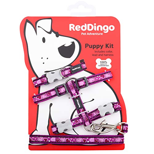 Red Dingo Breezy Love Welpen-Set (Halsband, Leine und Geschirr), Violett, Einheitsgröße von Red Dingo