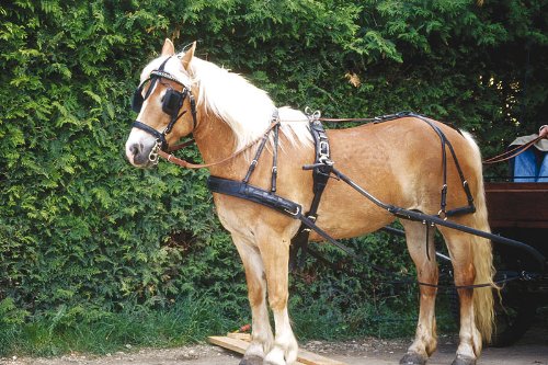 Reitsport Amesbichler Einspänner Geschirr - robuste Ausführung, Hafl./VB von Reitsport Amesbichler