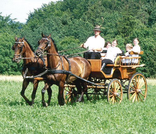 Reitsport Amesbichler Zweispänner Geschirr, Haflinger/Vollblut von Reitsport Amesbichler