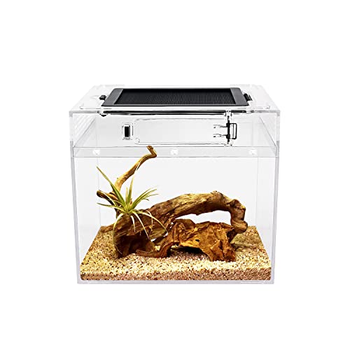 Reptile Growth Mini PC Terrarium, 8" x 8"x 8"Faunarium für,Schnecken,Insekten,Vogelspinnen,Springspinne,Leopard Gecko，Einsiedlerkrebs von Reptile Growth