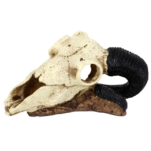 Reptiles-Planet B Rams Schädel von Reptiles-Planet