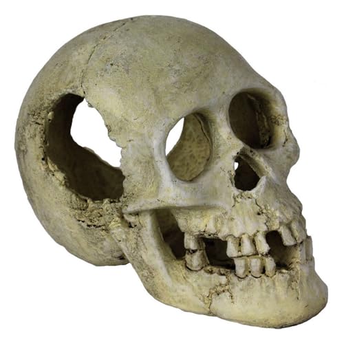 Reptiles Planet Habitat-Dekoration für Reptilien Sleeping Hollow Skull von Reptiles-Planet