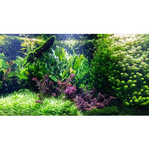 Aquarium-Hintergrund, verschiedene Unterwassergraspflanzen, Aquarium-Hintergrund, lebendige und frische grüne Wasserpflanzen, Stein, Flussbett und totes Holz, Aquarium-Hintergrund, Vinyl, 91,4 x 61 cm von Riivvdise