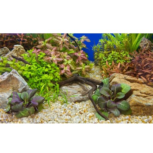 Aquarium-Hintergrund, verschiedene Unterwassergraspflanzen, Kieselsteine, Aquarium-Hintergrund, lebendige und frische grüne Wasserpflanzen, Stein, Flussbett und totes Holz, violette Blätter, von Riivvdise