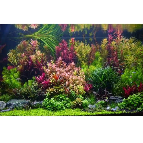 Aquarium-Hintergrund, verschiedene lebendige frische Unterwasserpflanzen, Aquarium-Hintergrund, Stein, Flussbett und See, Fisch-Terrarium, Hintergrund, Dekor, Vinyl, 152,4 x 61 cm von Riivvdise