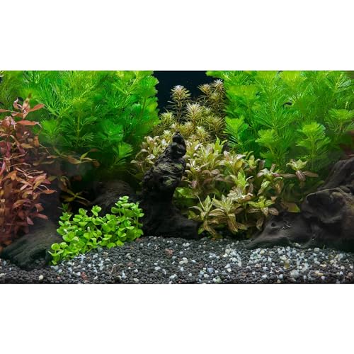 Riivvdise Aquarium-Hintergrund, exquisite Unterwassergrasblätter mit Kieselsteinen, Aquarium-Hintergrund, lebendiger grüner Wasserpflanzenstein mit toten Hölzern und frischen Blättern, von Riivvdise