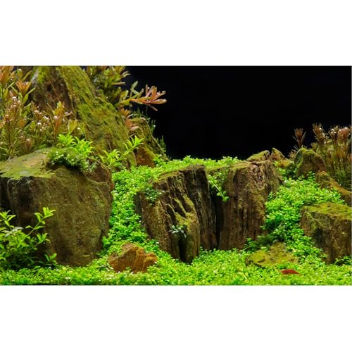 Riivvdise Aquarium-Hintergrund, exquisites Unterwassergras mit Moos, Aquarium-Hintergrund, geheimnisvoller Stein, langlebig, lebendige und frische Blätter, Hintergrund, Aquarium-Hintergrund, von Riivvdise