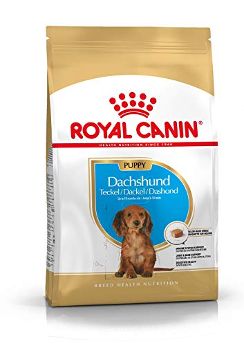 Dackel Junior Trockenfutter für Hunde, 1,5 kg, 3 Stück von Røyal Canin