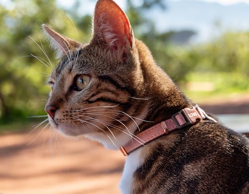 Rogz Urban Cat Sicherheitshalsband, Größe S/M, Pink Blush von Rogz