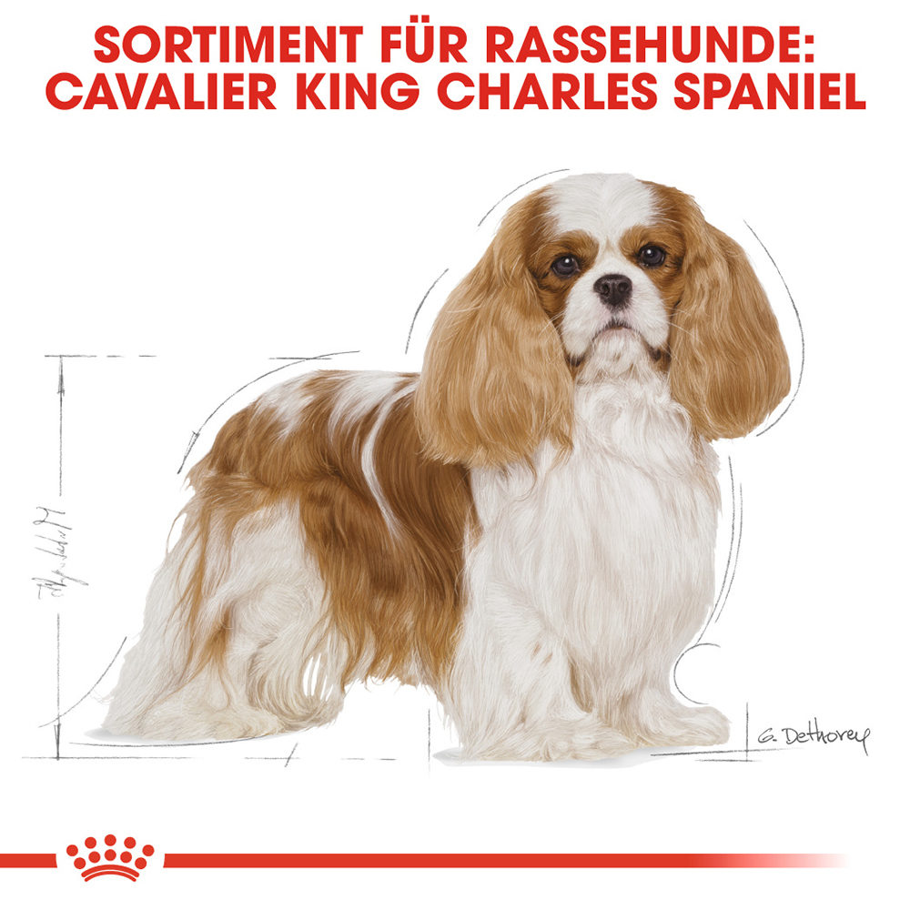 Royal Canin Cavalier King Charles Adult Hundefutter - 1,5 kg von Royal Canin