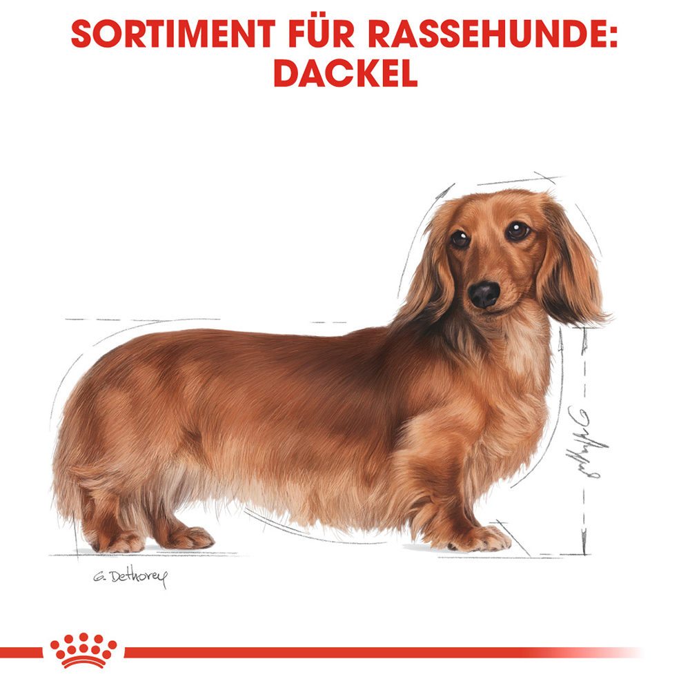 Royal Canin Dachshund Adult Hundefutter - Frischebeutel - 12 x 85 g von Royal Canin