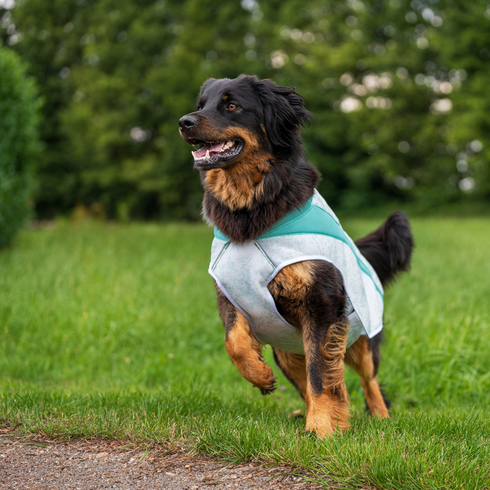 Ruffwear Sonnenschutz-Weste Swamp Cooler™ Vest grün, Gr. XXS, Bauchumfang: ca. 33 - 43 cm von Ruffwear