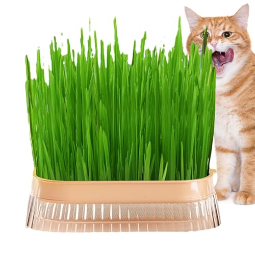 Rurunklee Hydroponic Katzengras Pflanzgefäß | Soilless Katzengras Grower | Katzengras Pflanzschale, Haustier Katzengras Hydrokulturbox, Gras Pflanzkasten, Bewässerung Katzengras Behälter von Rurunklee