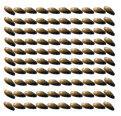 vdvelde.com - Bio Süßwassermuscheln für den Teich 100 Stück - Anodonta anatina Teichmuschelnset für Gartenteich Winterhart - Verhindert Algen und hält den Teich sauber und klar von S VD VELDE WATERPLANTEN