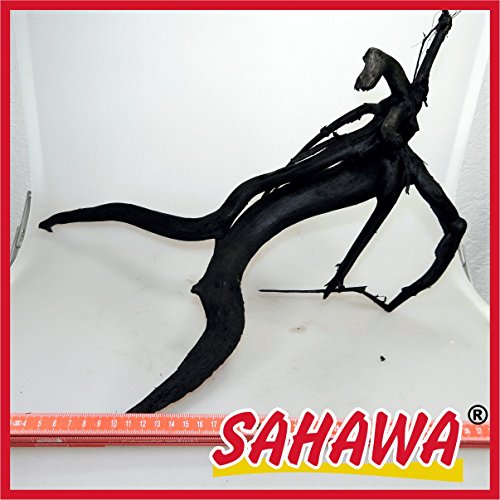 SAHAWA® Moorwurzel Größe 3 30-35 cm, Moorkienwurzel,rote Moorwurzel, Moorkienholz, Garnelenbaum von SAHAWA