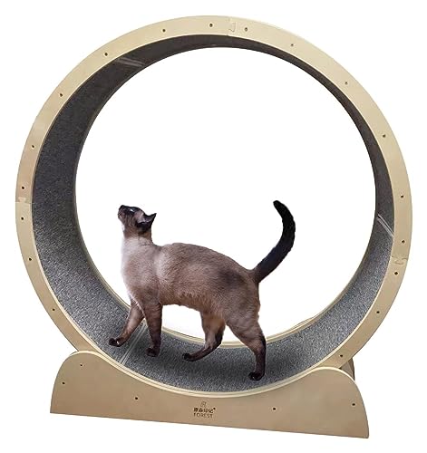 Laufrad Für Katzen, Katzenlaufrad Laufrad, Riesenrad-Trainingsgerät for Katzen im Innenbereich, Laufrad for kleine, mittelgroße und große Katzen, Katzenspielzeug/Katzenkratzbrett(100cm/39.4") von SAPDMBDBBSH