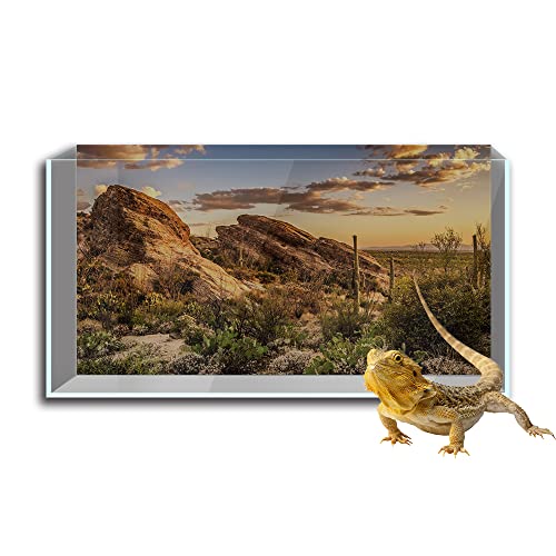 Reptilien Habitat Terrarien Hintergrund Aufkleber Blauer Himmel Oase Kaktus Sonne und Wüste HD Druck Tapete Aquarium Hintergrund Dekorationen PVC Landschaft Poster (40 x 80 cm)) von SB little