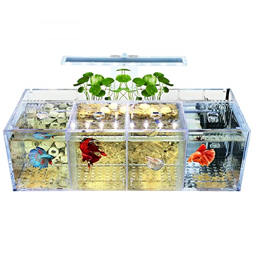 Siqi Betta Aquarium Acrylmaterial Mini-Desktop-Aquarium Goldfisch Mini-Aquarium Krank-Fisch-Isolationsraum, mit Filterwasserpumpe, Beleuchtung (4 Gitterplätze) von SIQI