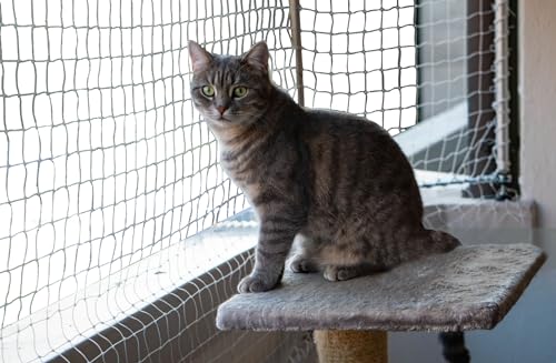 SPIRDS Katzennetz Für Balkon Katzen-Fensterschutz Balkonschutz Katzenschutz Schutznetz Für Katze Balkon Terrasse Fenster Katzenschutznetz Mit Befestigungsklammern 70 St Katzen-Zubehör Beige 5x2 m von SPIRDS